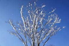 はやく雪降れ