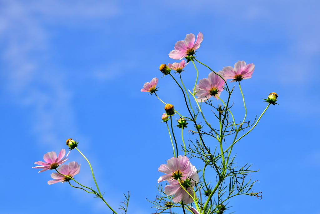 同じ窓から見てた空 by 3=テグジュペリ （ID：7169252） 写真共有サイトPHOTOHITO