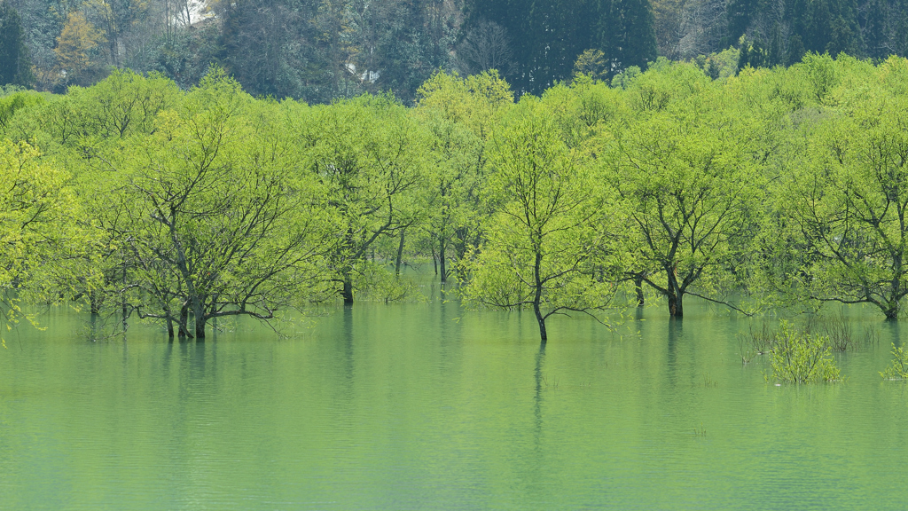 水没林