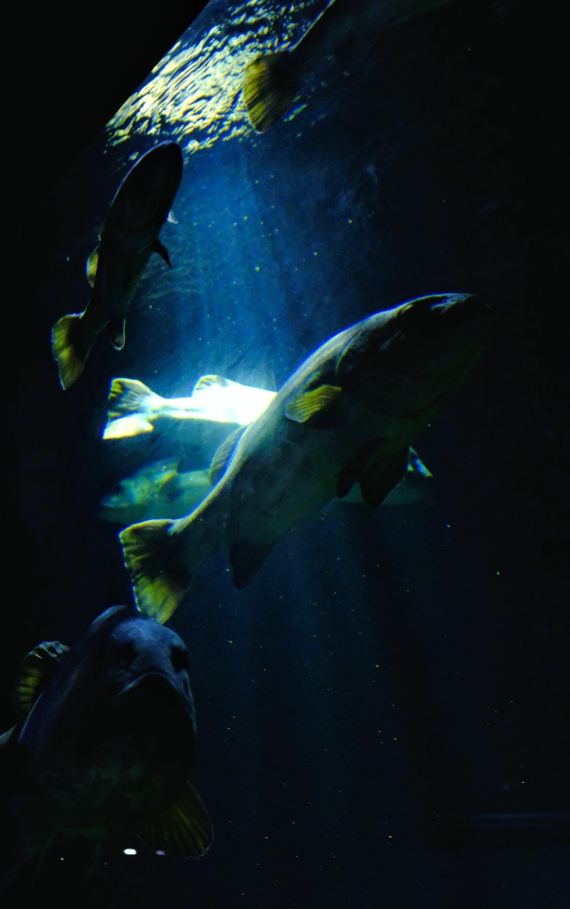 光の銛は魚を刺せない