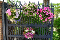 Four Flowers