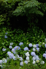 野良紫陽花
