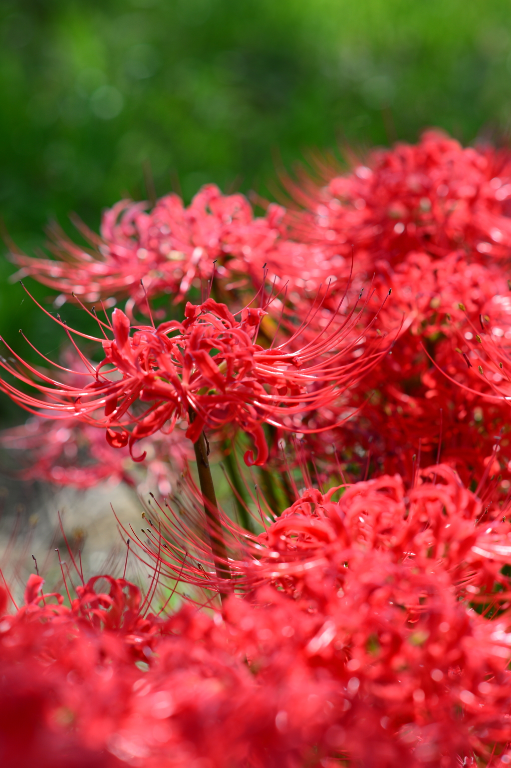 紅