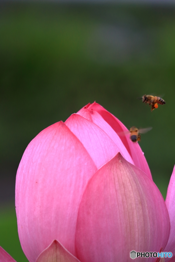 蓮と蜜蜂