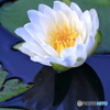 上尾丸山公園の睡蓮