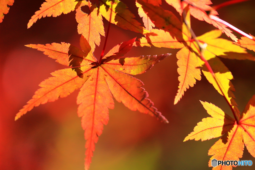 上尾運動公園の紅葉②