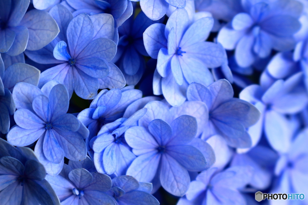 紫陽花