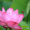 上尾丸山公園の蓮と蜜蜂