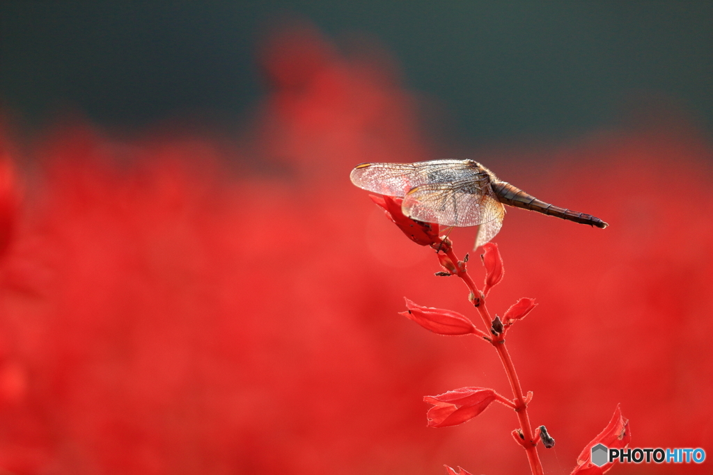 花の丘農林公苑　サルビア畑の紅蜻蛉