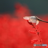 花の丘農林公苑　サルビア畑の紅蜻蛉