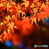 上尾運動公園の紅葉①