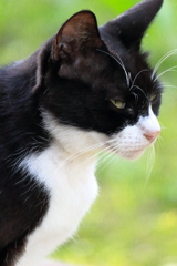 上尾丸山公園の強面の野良猫