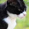 上尾丸山公園の強面の野良猫