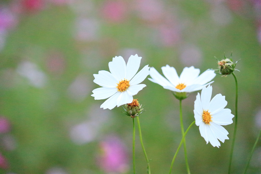 花の丘農林公苑の秋桜③