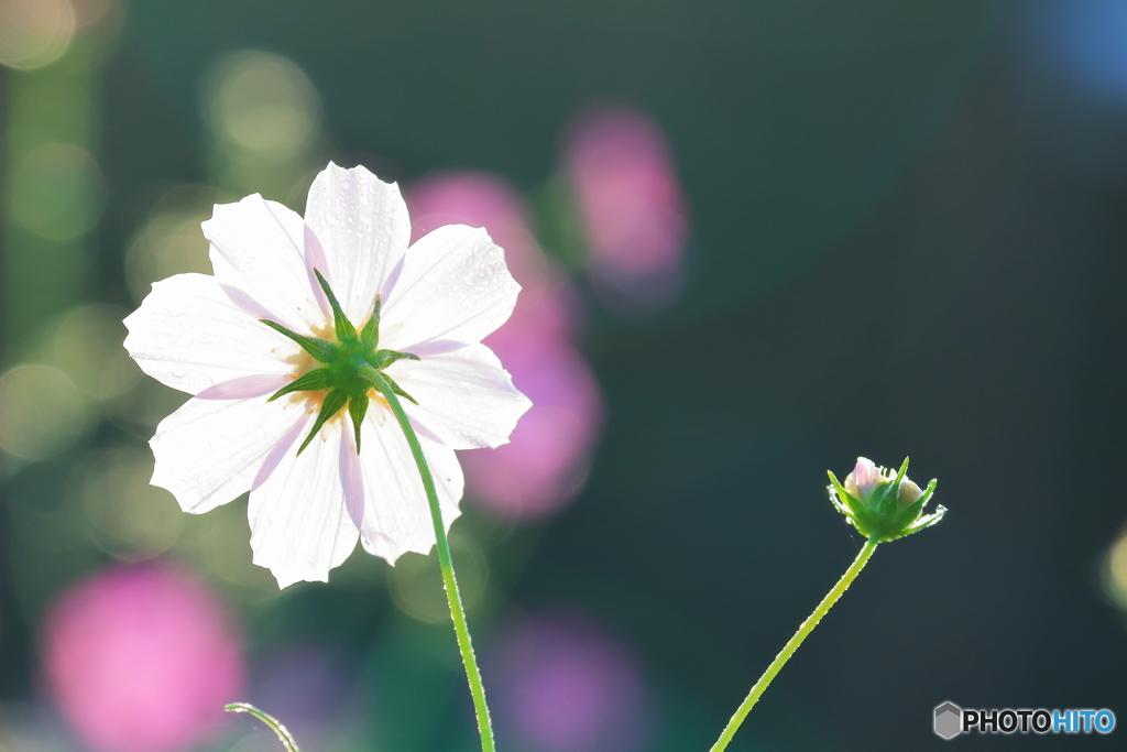 花の丘農林公苑の秋桜