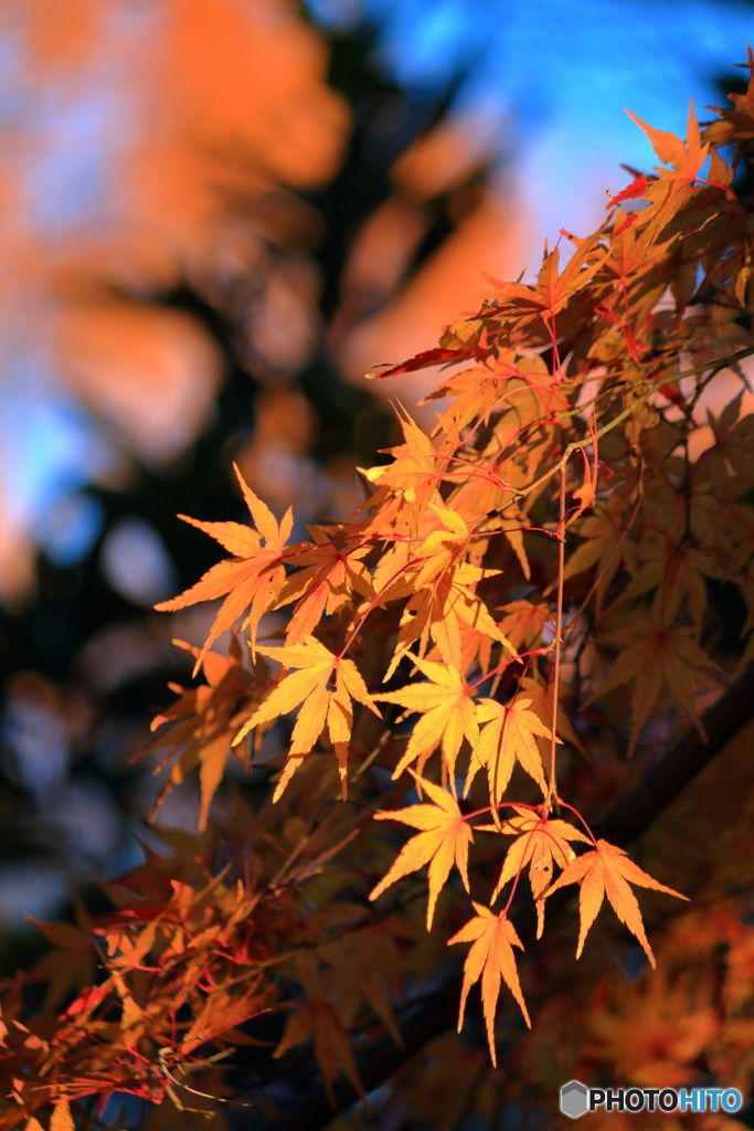 上尾運動公園の紅葉②