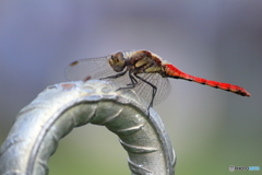 上尾運動公園の紅蜻蛉