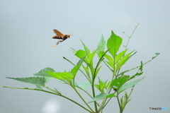 丸山公園の足長蜂