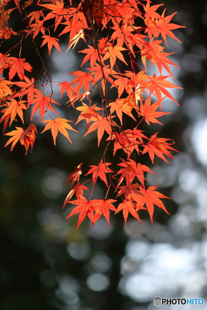 上尾運動公園の紅葉㉚