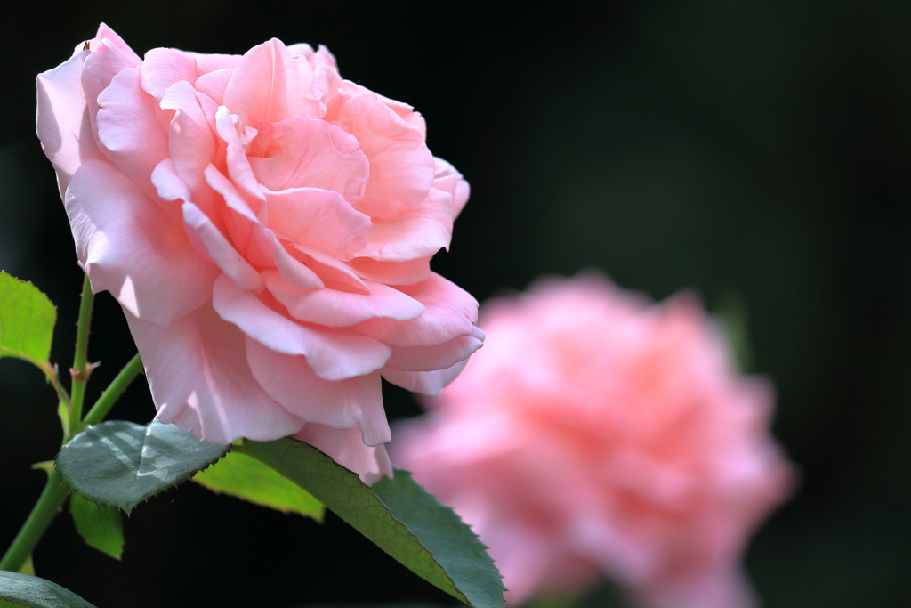 伊奈町制施行記念公園の薔薇