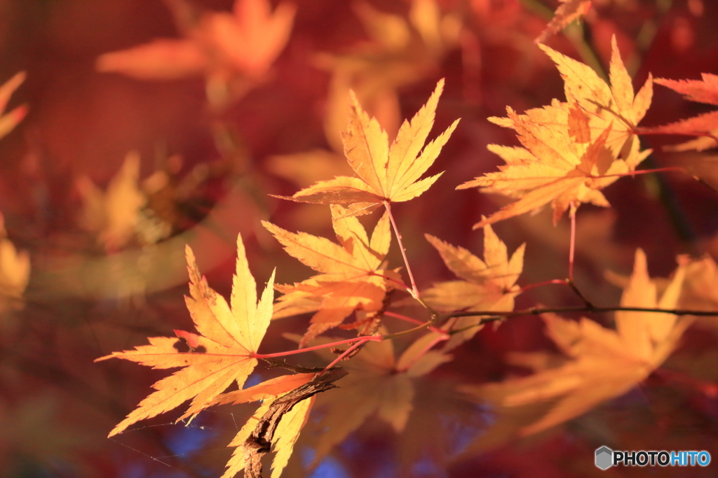 上尾丸山公園の紅葉①