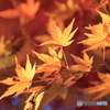 上尾丸山公園の紅葉①