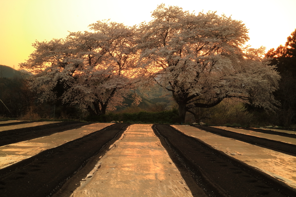 偶然見つけた桜