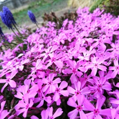 芝さくらも、忘れないで