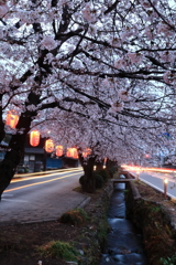 桜道