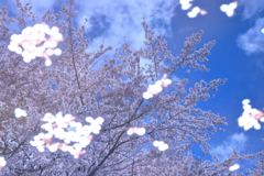 湖面の桜