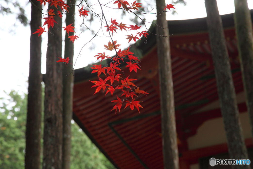 紅葉 2017　比叡山