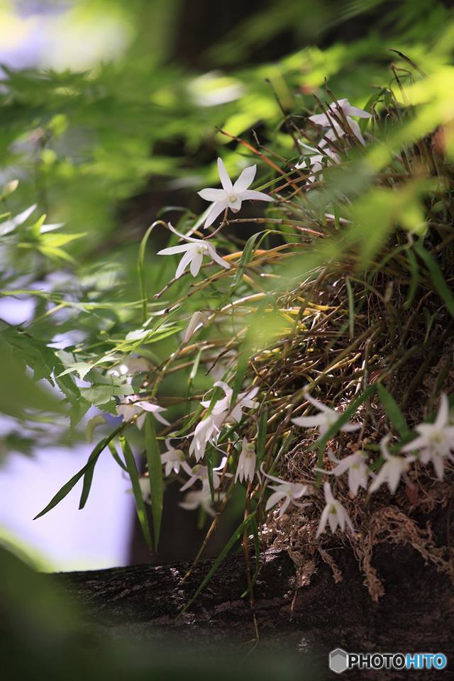 石斛の花 ：：セッコク Dendrobium