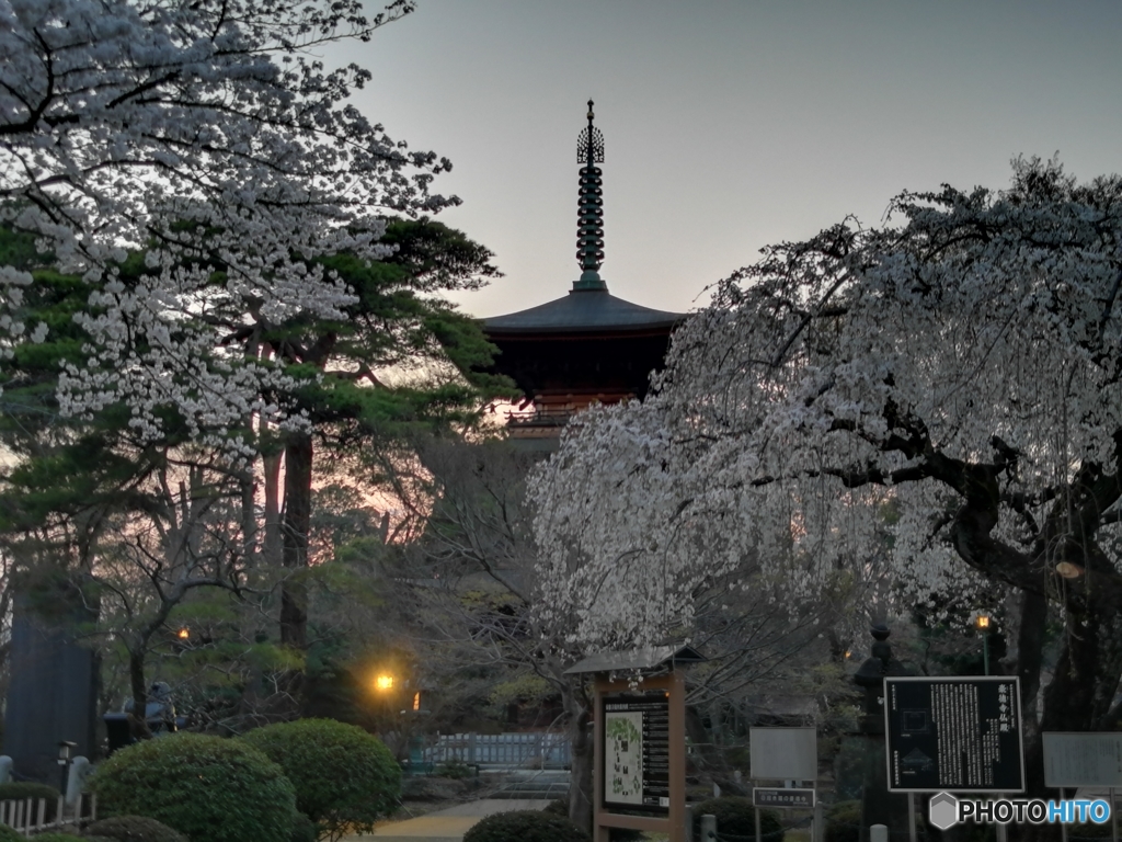 桜物語2018