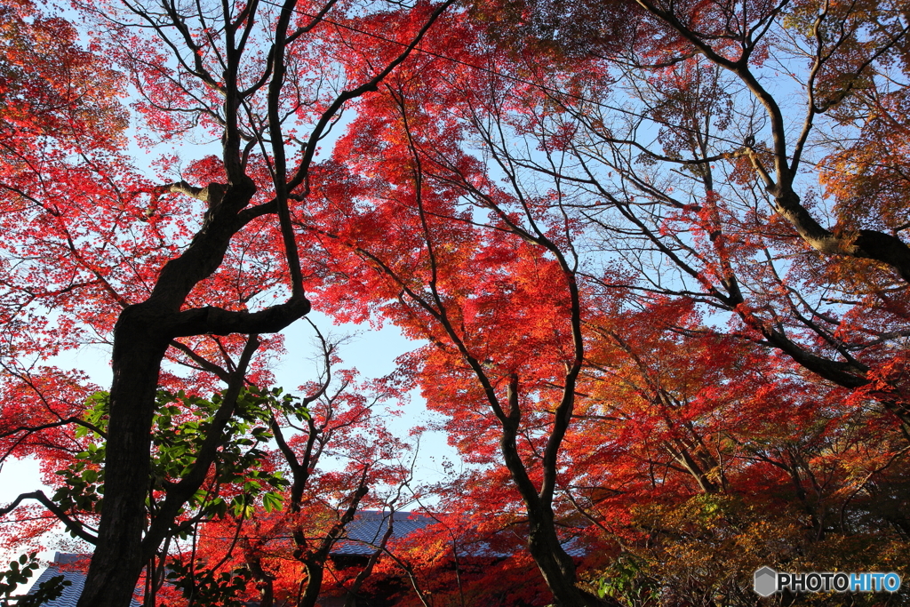 紅葉 2017