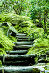 大自然に満ちた緑の階段