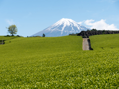 茶畑と富士　その2