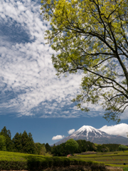 富士と雲と茶畑。