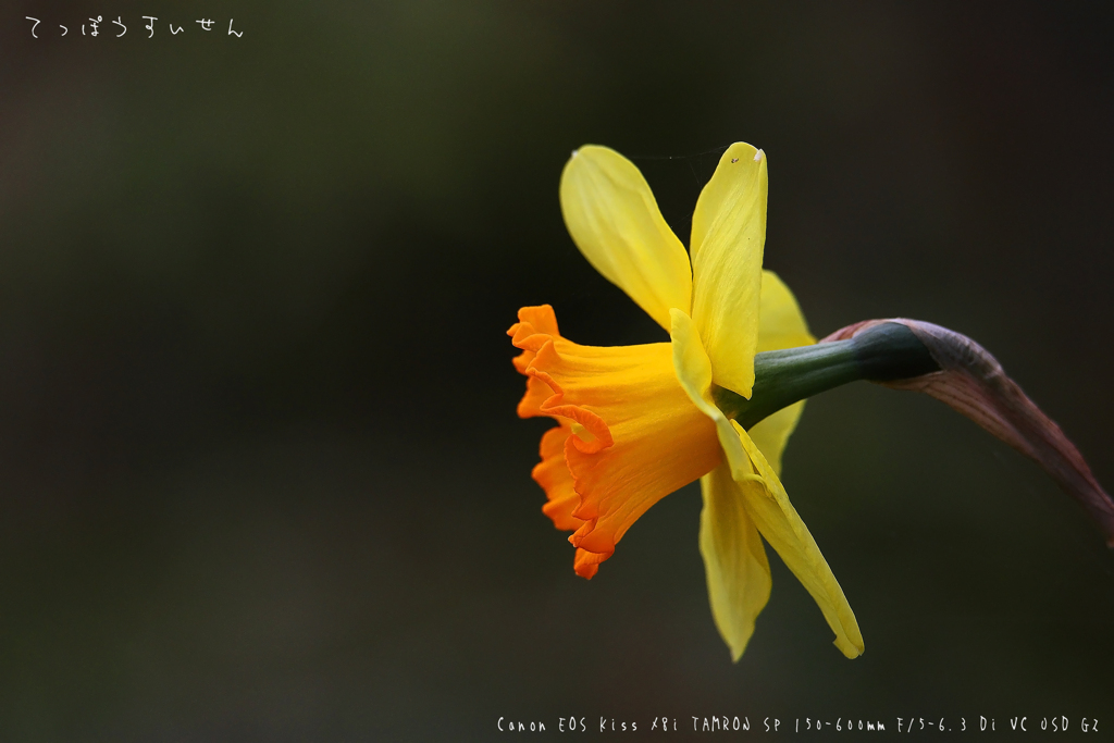 春の花