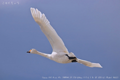 大型の鳥は、飛ぶ姿も迫力ありますね。