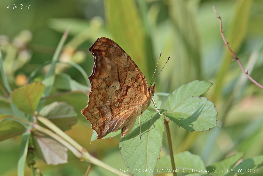 キタテハ、裏面