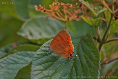 オレンジ色の目立つ蝶