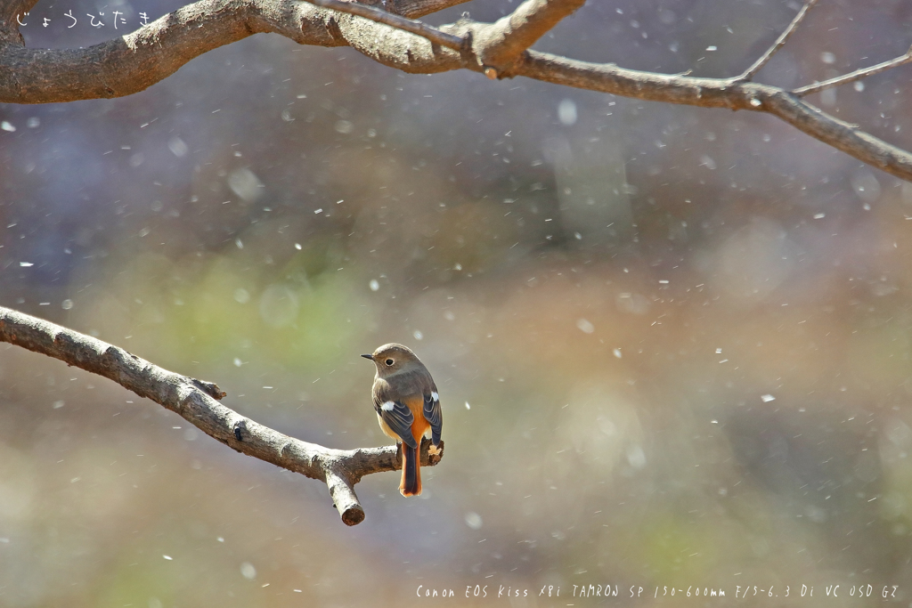 小雪舞う