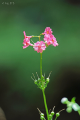 山の中のピンクの花