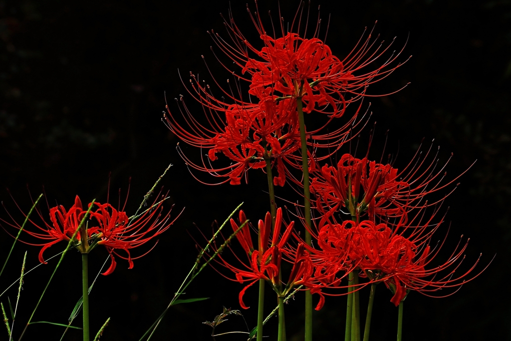 季節の花