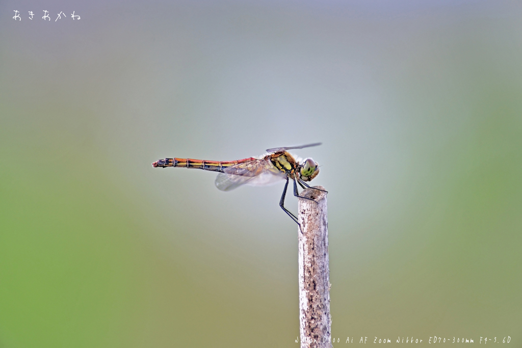 しっぽに魅かれて　その１