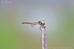 しっぽに魅かれて　その１