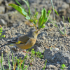 夏陽気！ハス田で遊ぶ鳥たち②