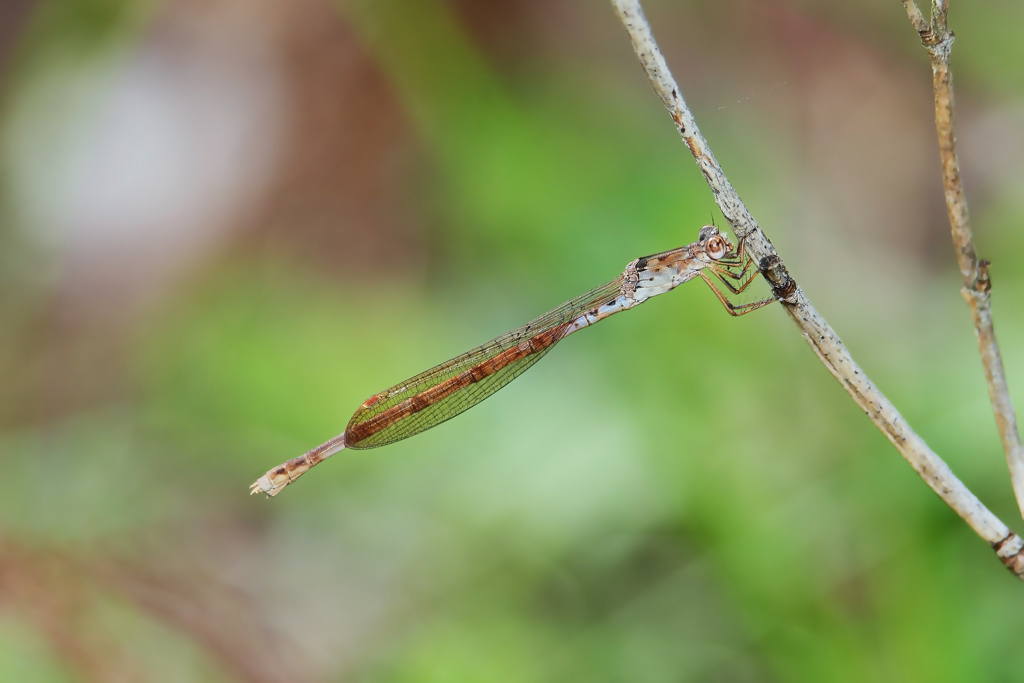 ホソミオツネン♀