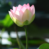 花開くとき