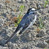 夏陽気！ハス田で遊ぶ鳥たち①